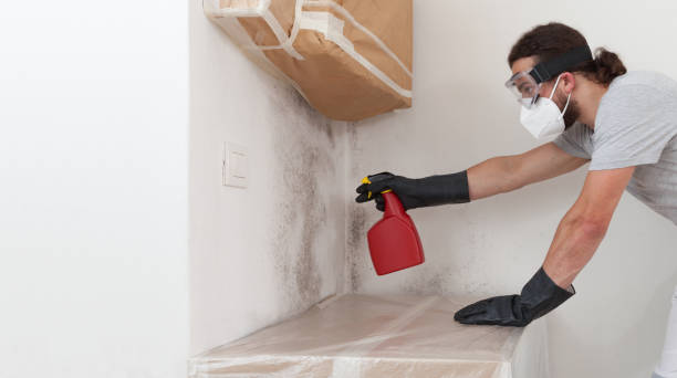 Professional Attic Mold Remediation technician working in Deal, NJ