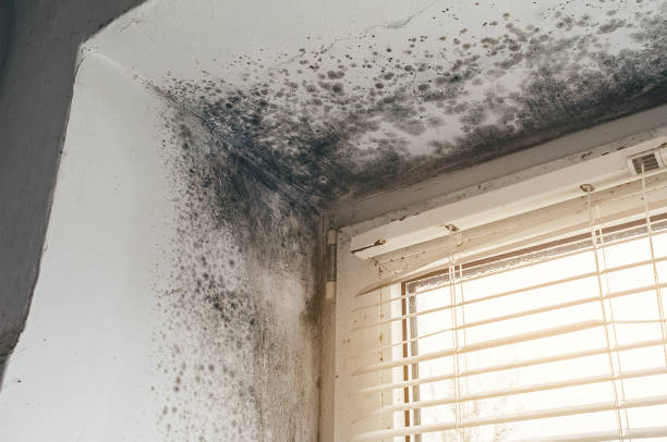 Affordable Attic Mold Remediation solutions in Deal, NJ